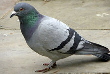 Pigeon.jpg