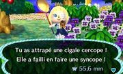 Cercope.jpg