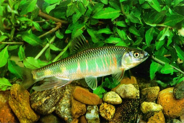 File:KoreanFreshwaterFish-Pale Chub J01-closeup.jpg