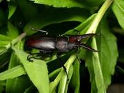 Thumb Prosopocoilus inclinatus 05