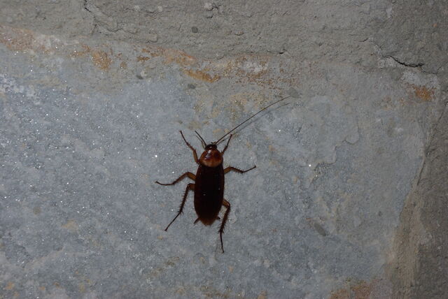 File:Cockroach!.jpg