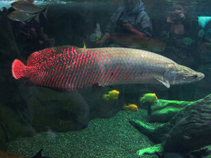 Arapaima.jpg