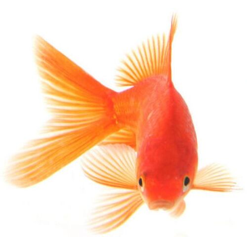 File:Goldfish2.jpg