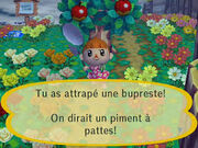 Bupreste