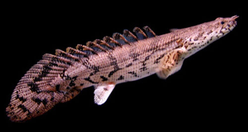 File:Polypterus endlicherii.jpg