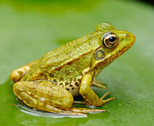 Grenouille-verte.jpg