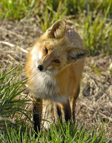 File:Confused fox.jpg
