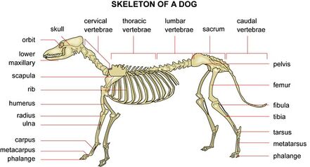Skeleton01