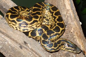 Yellow Anaconda
