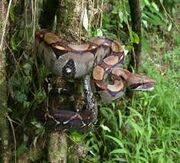 Boa Constrictor