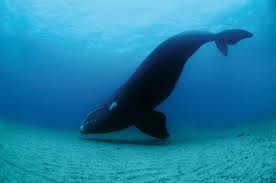 Northern Right Whale