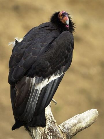 File:California Condor.jpg