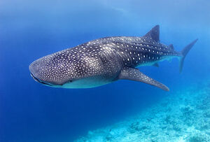 Whale Shark