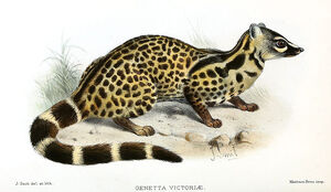 Giant Genet