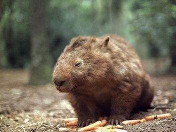 Common Wombat