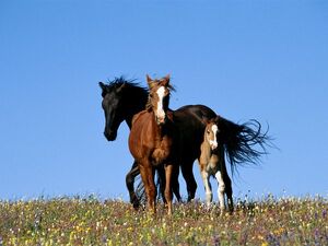 Horse