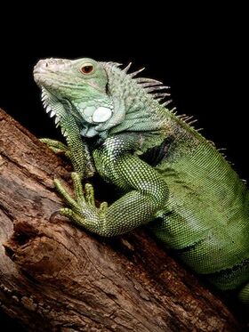 Green Iguana
