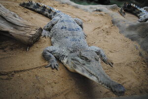 Slender-Snouted Crocodile