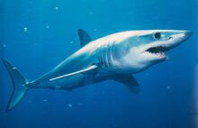 Mako Shark