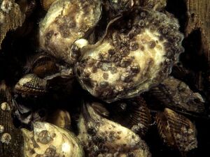 Oyster