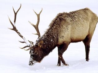 Elk
