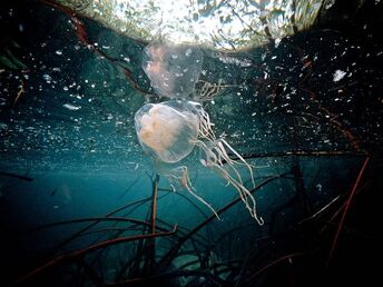 Box Jellyfish