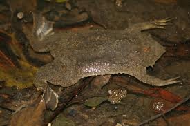 Surinam Toad