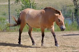 Przewalski's Wild Horse