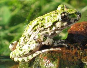 Parsley Frog