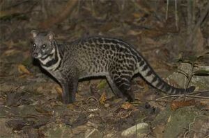 Malayan Civet