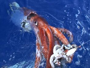 Giant Squid 2
