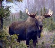 Moose