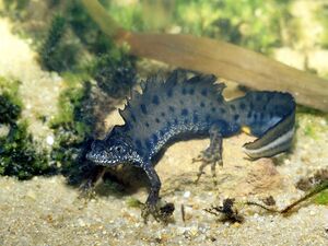 Great Crested Newt