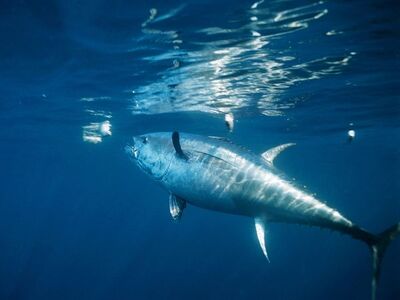 Atlantic Bluefin Tuna