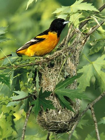 File:Baltimore Oriole.jpg
