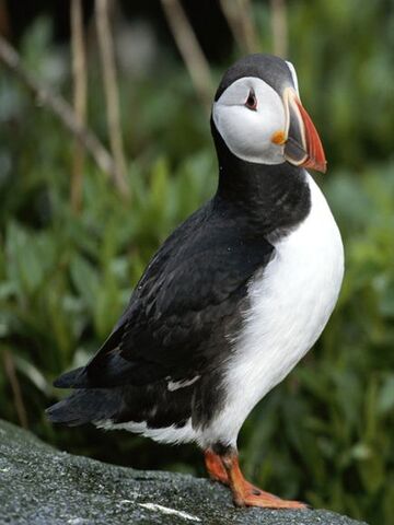 File:Atlantic Puffin.jpg