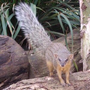 Narrow-Striped Mongoose