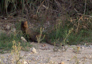 Egyptian Mongoose