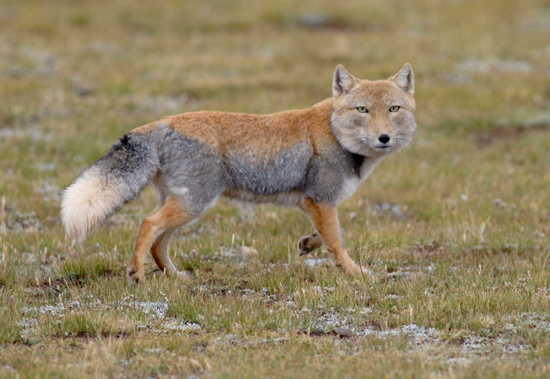 Tibetan Sand Fox | Animal of the world Wiki | FANDOM powered by Wikia