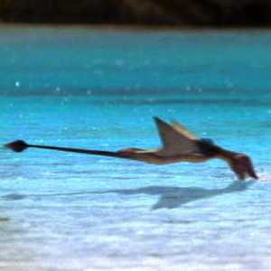 Rhamphorhynchus