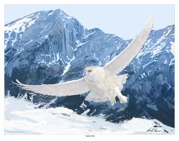 Snowy Owl