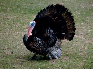 Wild Turkey