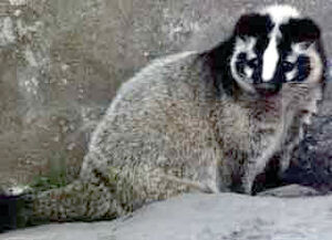 Masked Palm Civet