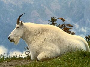 Mountain Goat