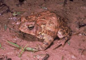 Houston Toad
