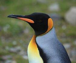 King Penguin Closeup