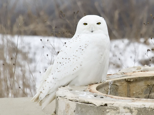File:Bubo scandiacus male Muskegon.png