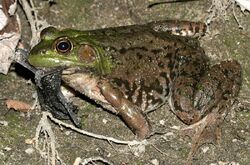 Bullfrog with Bat