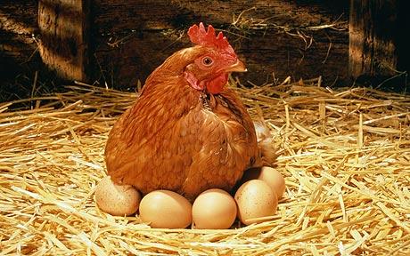 File:Chicken with Eggs.jpg