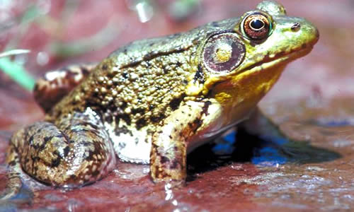 File:Common Frog.jpg